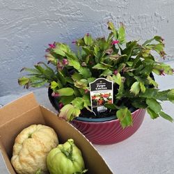 Cactus Plant & Chayote Plants.  All For $20. 