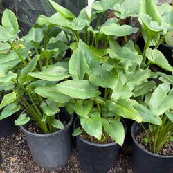 Alcatraz Plant 5 Gallon Pots $18 Each