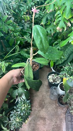 Hoya Vitellinoides