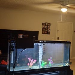 55 Gallon With Metal Stand And Extras