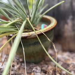Spider Plant 