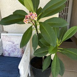 Hawaiian Lei Plumeria Plants/Trees