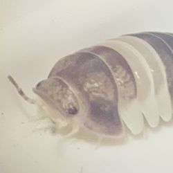 Isopods 