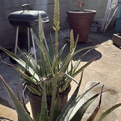 Aloe Vera plants for sale