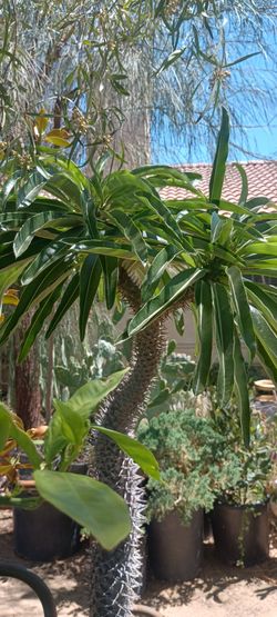 Madagascar plants.