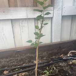 Mulberry Plant For Sale 
