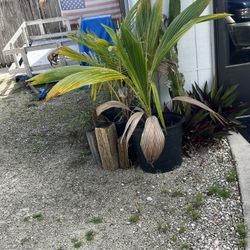 Coconut Palms 