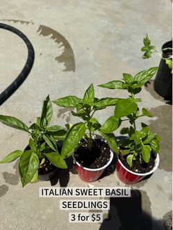 3 for $5  ITALIAN BASIL SEEDLINGS