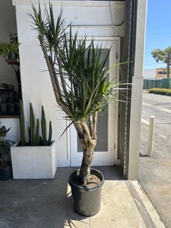 XXL Dracaena Marginata Indoor Dragon Tree (Stump Form) for Sale in Long  Beach, CA - OfferUp