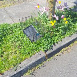 Small Dog Kennel