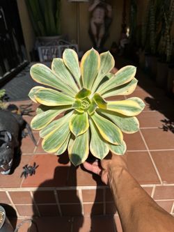 Aeonium 'Sunburst' Succulent plant