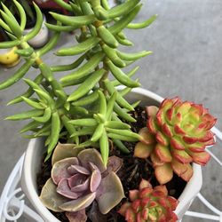 5 Succulent Pants In 6” White Ceramic Pot