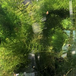 Guppy decor, Aquarium Plants, corydora plants (hornwort, Green Cabomba, Anacharis, subwassertang, Guppy Grass, Moss etc)
