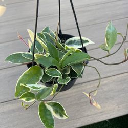 Hoya Carnosa Krimson Queen, live plant comes in a 6” nursery pot. ☑️ profile for more plants
