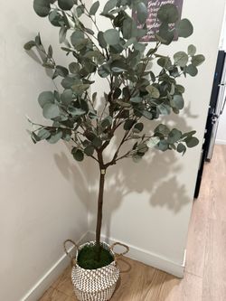 Olive Tree 5ft