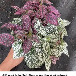 6” pot big/full/lush polka dot plant, now$20ea/reg.$25ea 95820