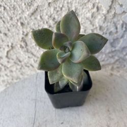 2 Inch Pot Succulent Plant - Graptosedum Ghosty - Rooted & Established - Drought Resistant 🪴 Great as Baby Shower or Wedding Favors