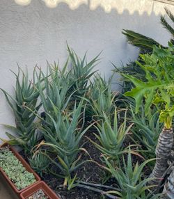 Mature Candelabra Aloe Cuttings (Aloe arborescens) - Multi-Head/ Large