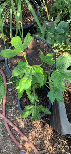 Chaya, Mayan spinach