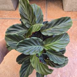 Calathea crocata