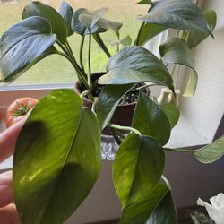 Pothos~ Propagated Cuttings 