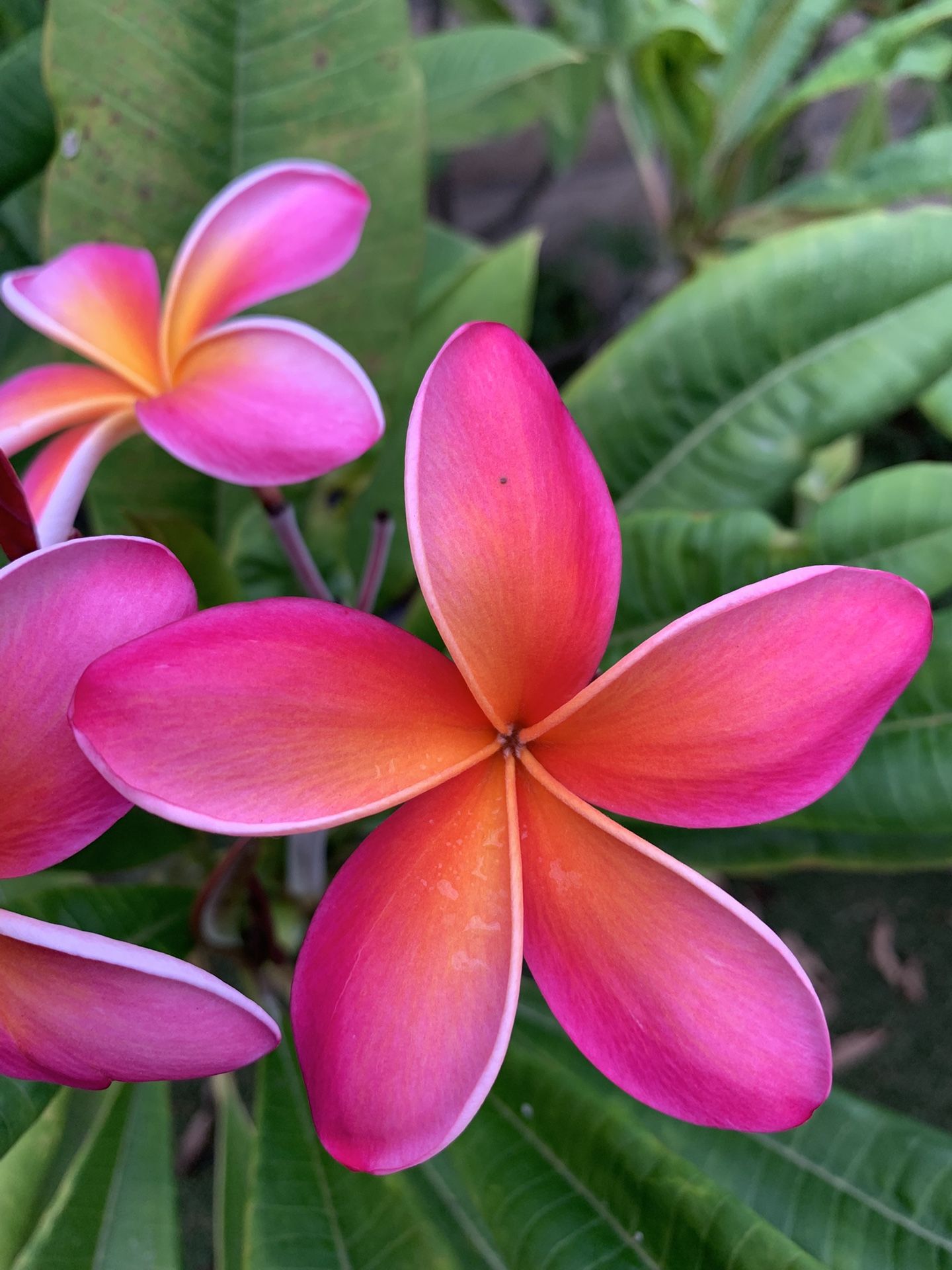 Plumeria Plants (potted)