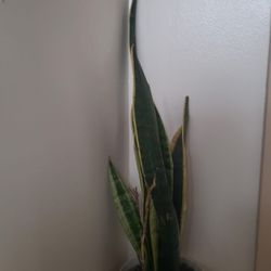 $19 Beautiful Snake Plants 