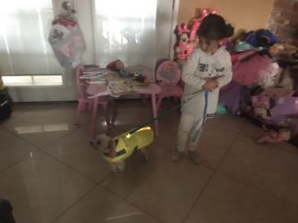 LED Lighted Dog Light-up Cost S, M, And Large