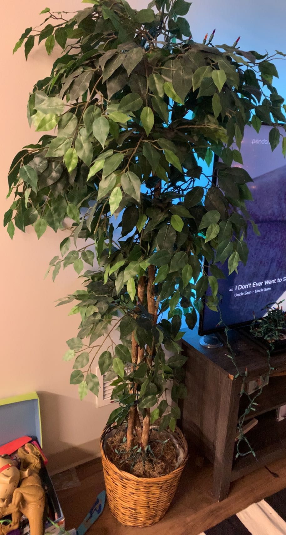 Plants