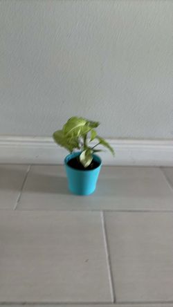 Syngonium plant