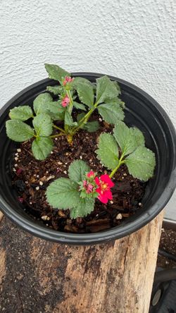 Red Flower Strawberry Plant – 1 Gallon Pot, Beautiful & Fruit-Producing