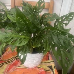 Sweet Cheese Plant For Room 