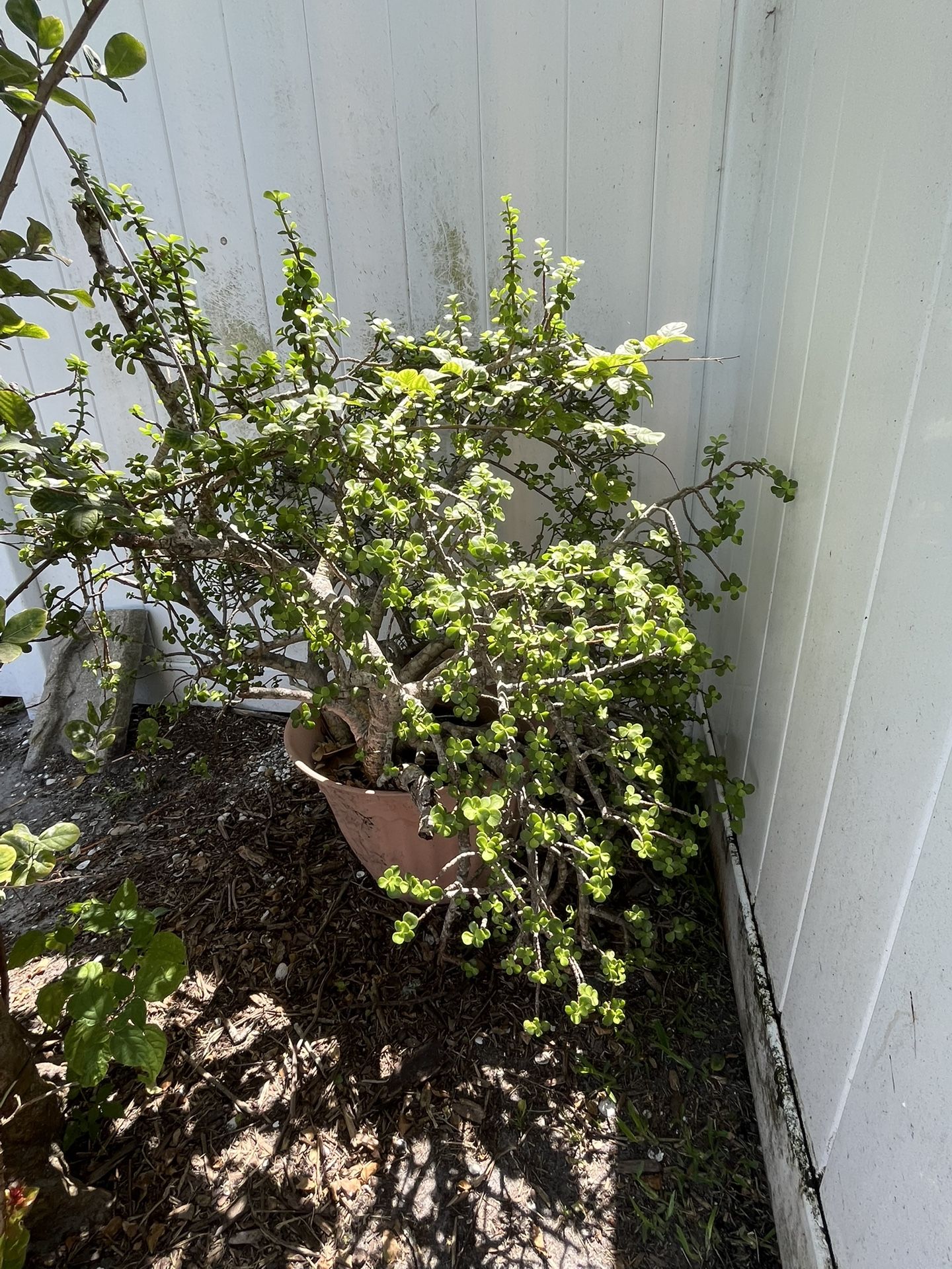 Miniature Jade Plant