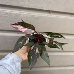4” pink princess philodendron