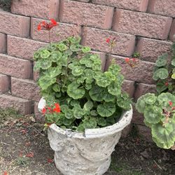Geraniums Red Flower Plant