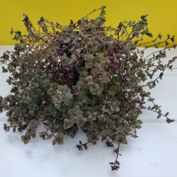 Bolivian Jewel Plant 