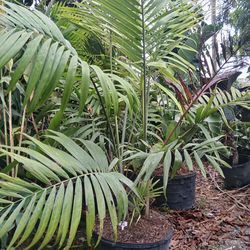 Cabada palm 25gl $250