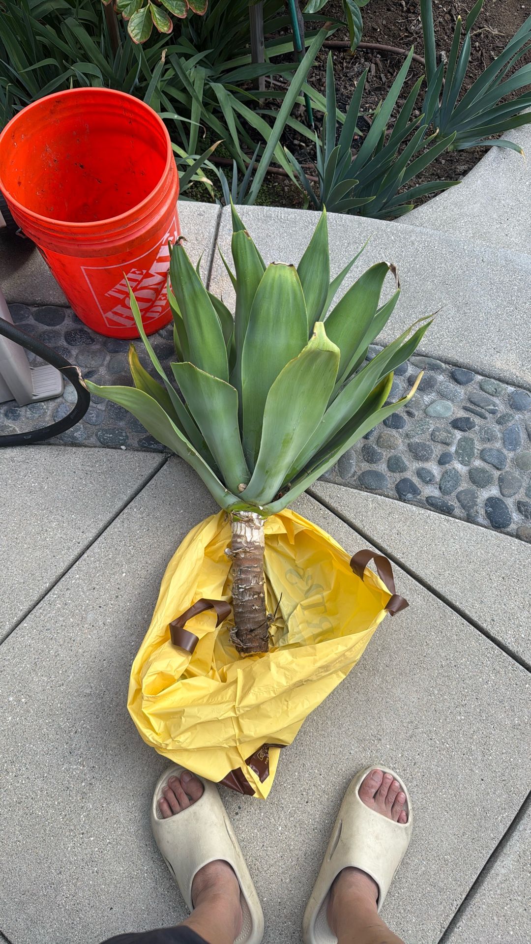 Free Foxtail Agave Plant