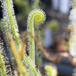 Carnivorous plants Sundews 