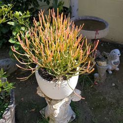 Firestick plant potted in a ceramic pot about 2' tall