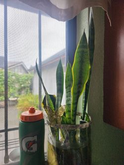 Planta natural