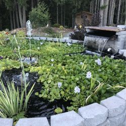 Pond Plants 