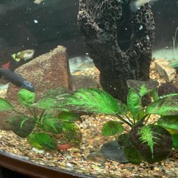 Live Aquarium Plants Anubias Plants 