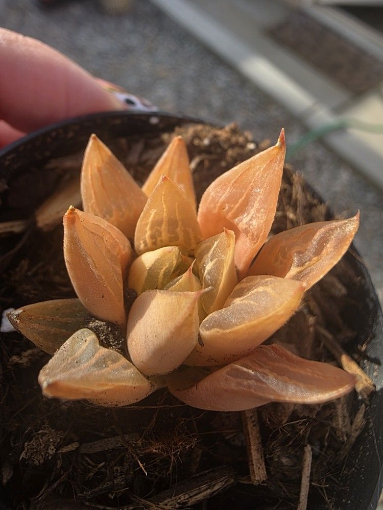 Clippings