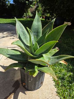 Aloe Vera Plant Medesinal