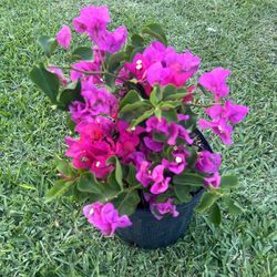 BOUGAINVILLEA PLANT (3 gallon pot) Landscaping and More!