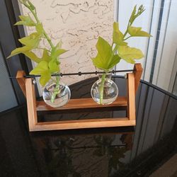Plant Terrarium 