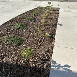 Plants For Landscaping $5 Each 
