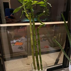 Lucky Bamboo plant