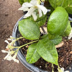  Jasmine Vine Plants $20 Each Price Firm